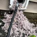 Clean ducts, happier lungs in just $250