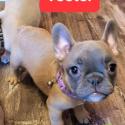 AKC French Bulldog Gorgeous healthy