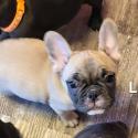 AKC French Bulldog Gorgeous healthy