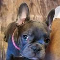 AKC French Bulldog Gorgeous healthy