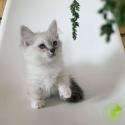 Male & Female Ragdoll Kittens