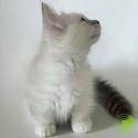 Male & Female Ragdoll Kittens