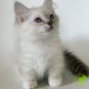 Male & Female Ragdoll Kittens