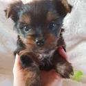 Adorable teacup yorkie ready to welcome new home
