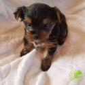 Adorable teacup yorkie ready to welcome new home