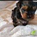Adorable teacup yorkie ready to welcome new home