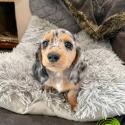 Mini Dachshunds Available