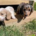 Mini Dachshunds Available
