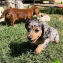 Mini Dachshunds Available