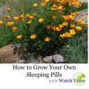 The Medicinal Garden Kit