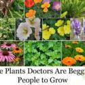 The Medicinal Garden Kit
