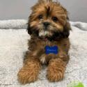 Shihtzu puppies available