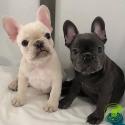 AKC French Bulldog puppies available
