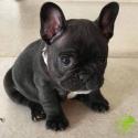 AKC French Bulldog puppies available