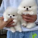 Teacup Pomeranian puppies