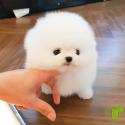 Teacup Pomeranian puppies