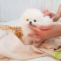 Teacup Pomeranian puppies