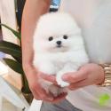 Teacup Pomeranian puppies