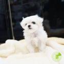 Teacup Maltese puppies