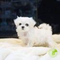 Teacup Maltese puppies